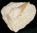 Otodus Shark Tooth Fossil In Matrix #18172-1